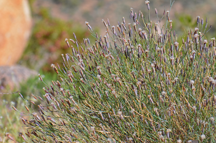 Slender Poreleaf, or Odora as it is sometimes called, is a shrub or sub-shrub that may grow to 18 inches (46 cm) tall or more, 2 feet (61 cm). Plants have woody bases, are aromatic and strongly scented from numerous glands. Porophyllum gracile